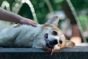 Što dati psa u trovanju? Što dati psa u trovanju?